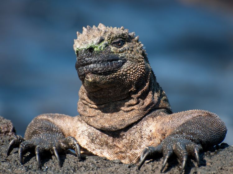 Insel Isabela-Meeresleguan-Isabela-Galapagos