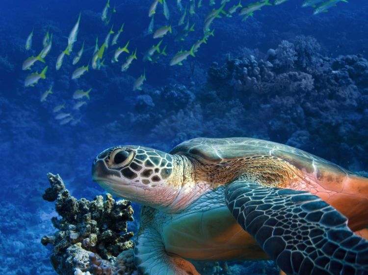 Insel Isabela-Unterwasserschildkröte-Isabela-Galapagos