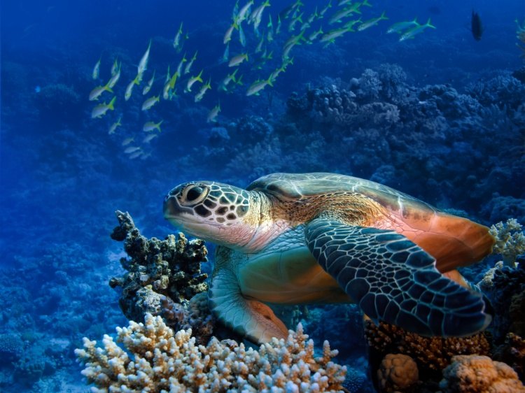 Insel Isabela-Unterwasserschildkröte-Isabela-Galapagos