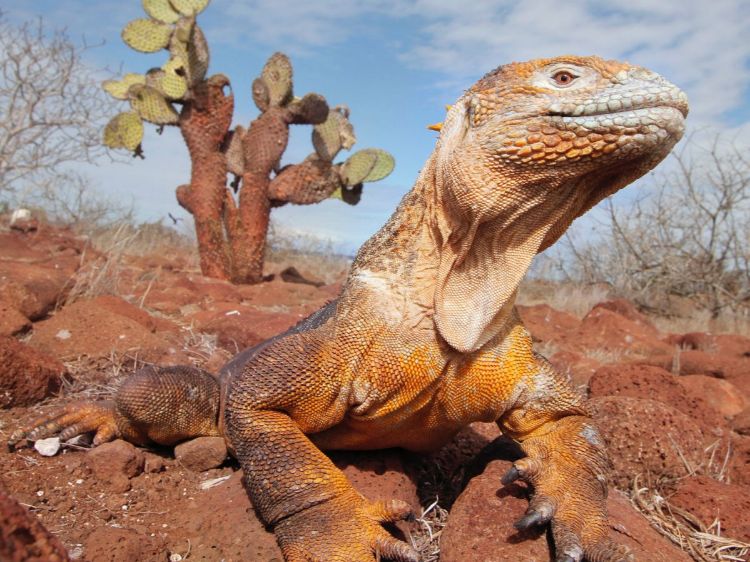 galapagos-leguan-40
