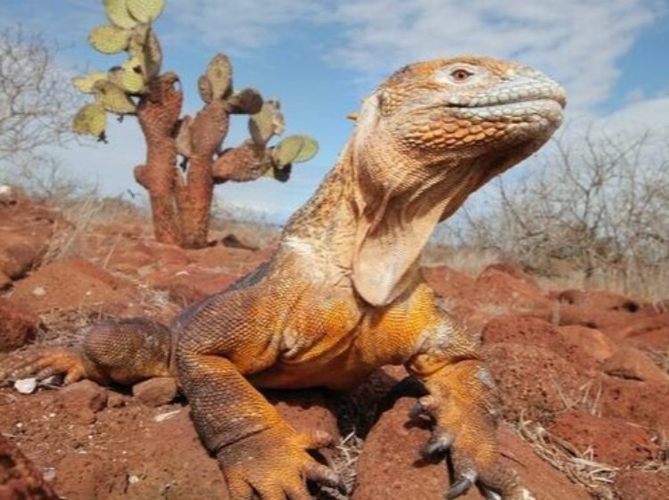 Galapagos-Landleguan