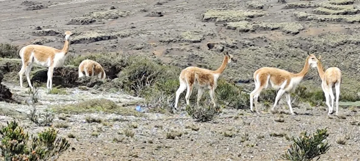 chimborazo-lamas-chimborazo