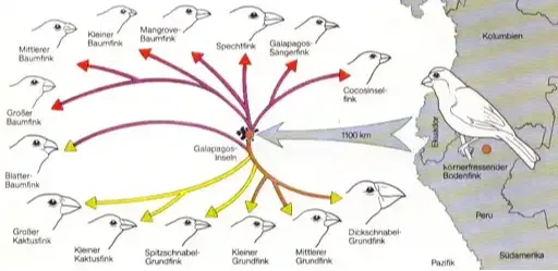 /reisefuehrer/darwinfinken