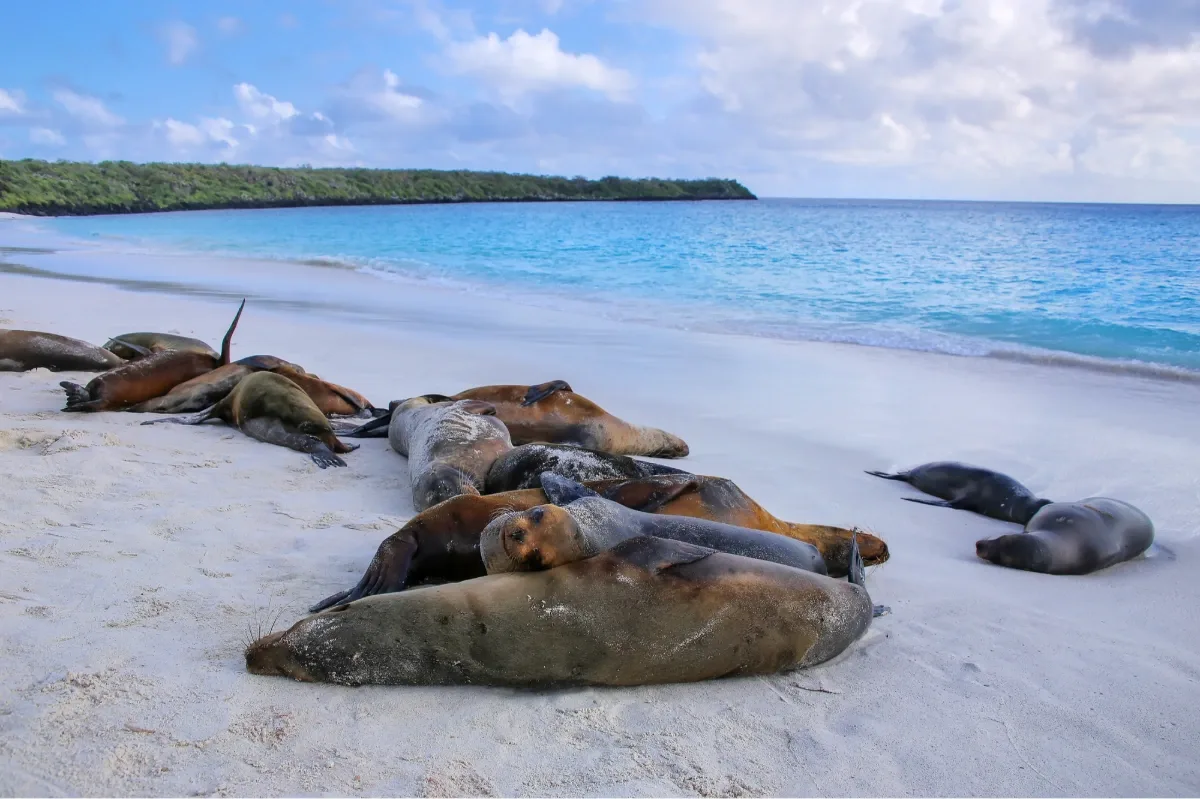 Galapagos-Seelöwen Ecuador