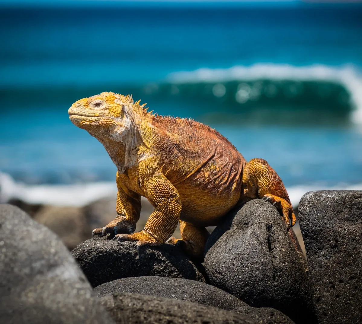 insel-isabela-landleguan-isabela-galápagos