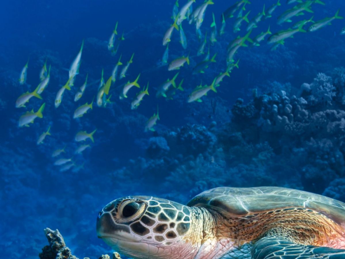 Galapagos Schnorcheln