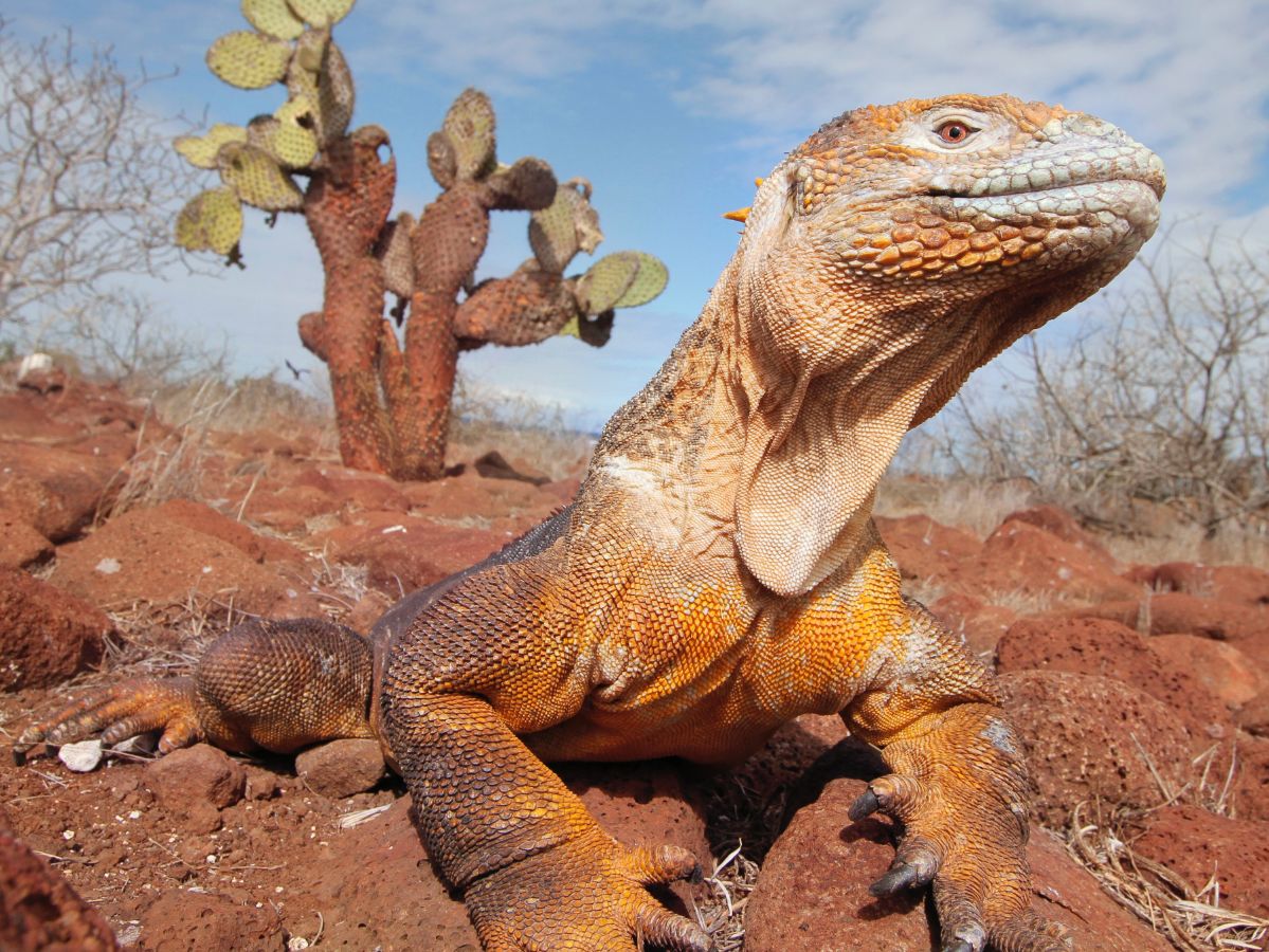 galapagos leguan