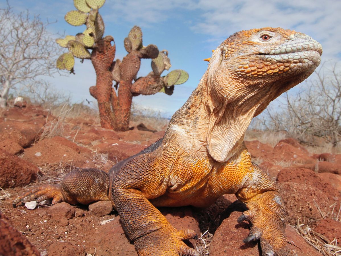 Landleguan auf Galapagos