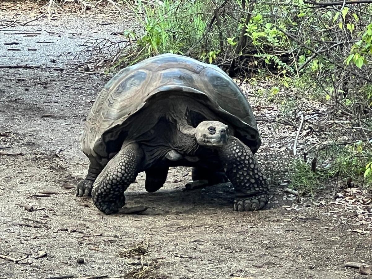 Galápagos-Riesenschildkröte auf vulkanischem Pfad
