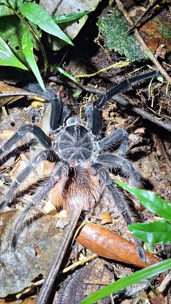 Riesenspinne (Tarantel ?) im Cuyabeno Nationalpark