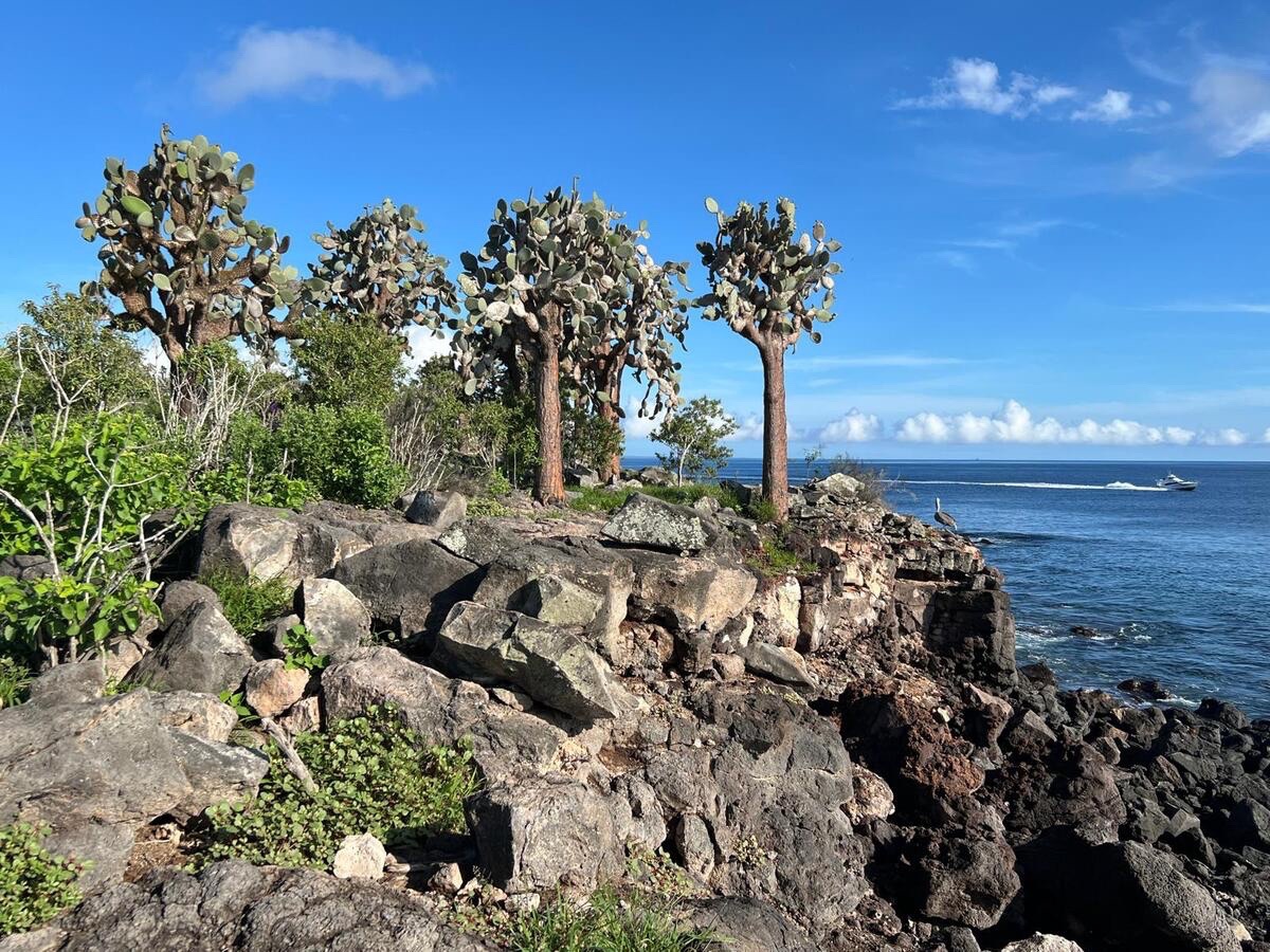 Galapagos Kakteen während unserer Ecuador Galapagos Reise mit HumboldAdventure
