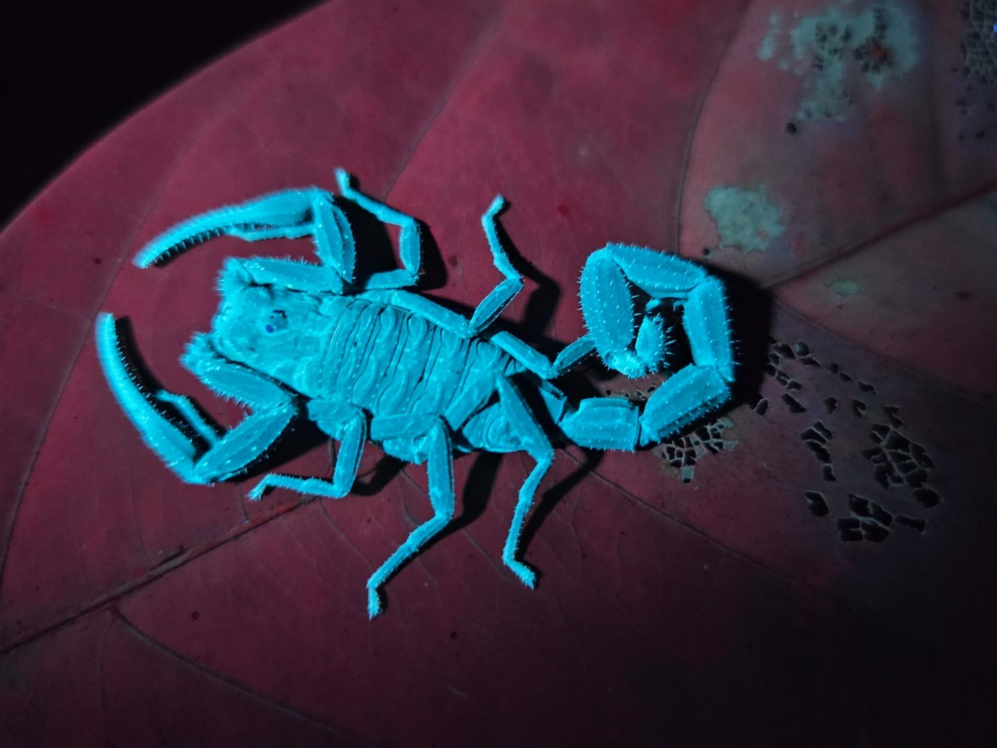 Blauer Skorpion