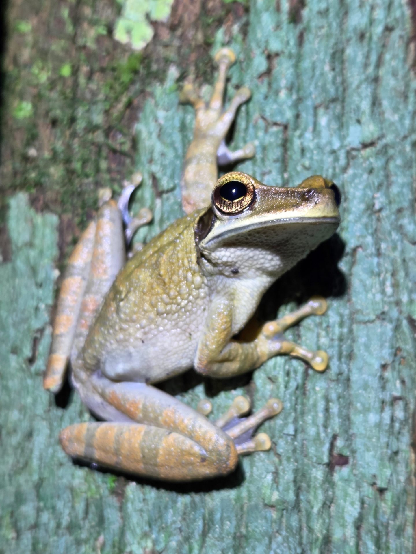 Ecuador Frosch