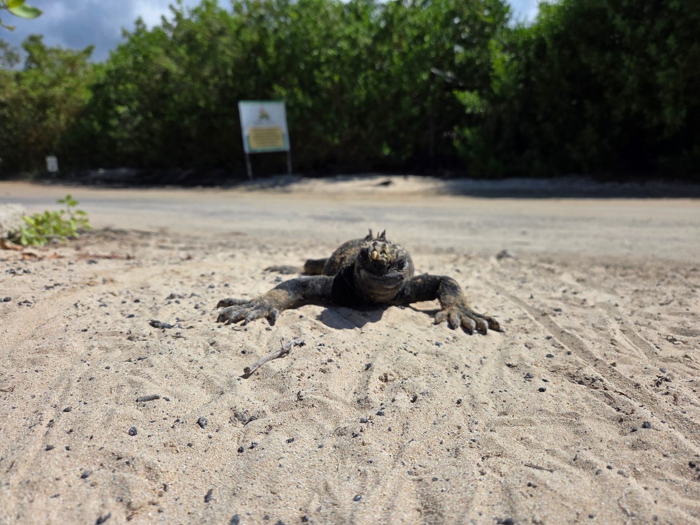Leguan - Galapagos