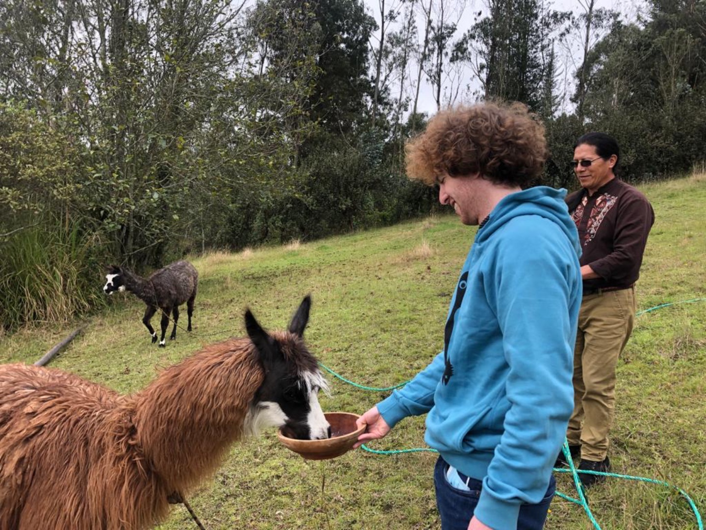 Lama oder Alpaca in Ecuador