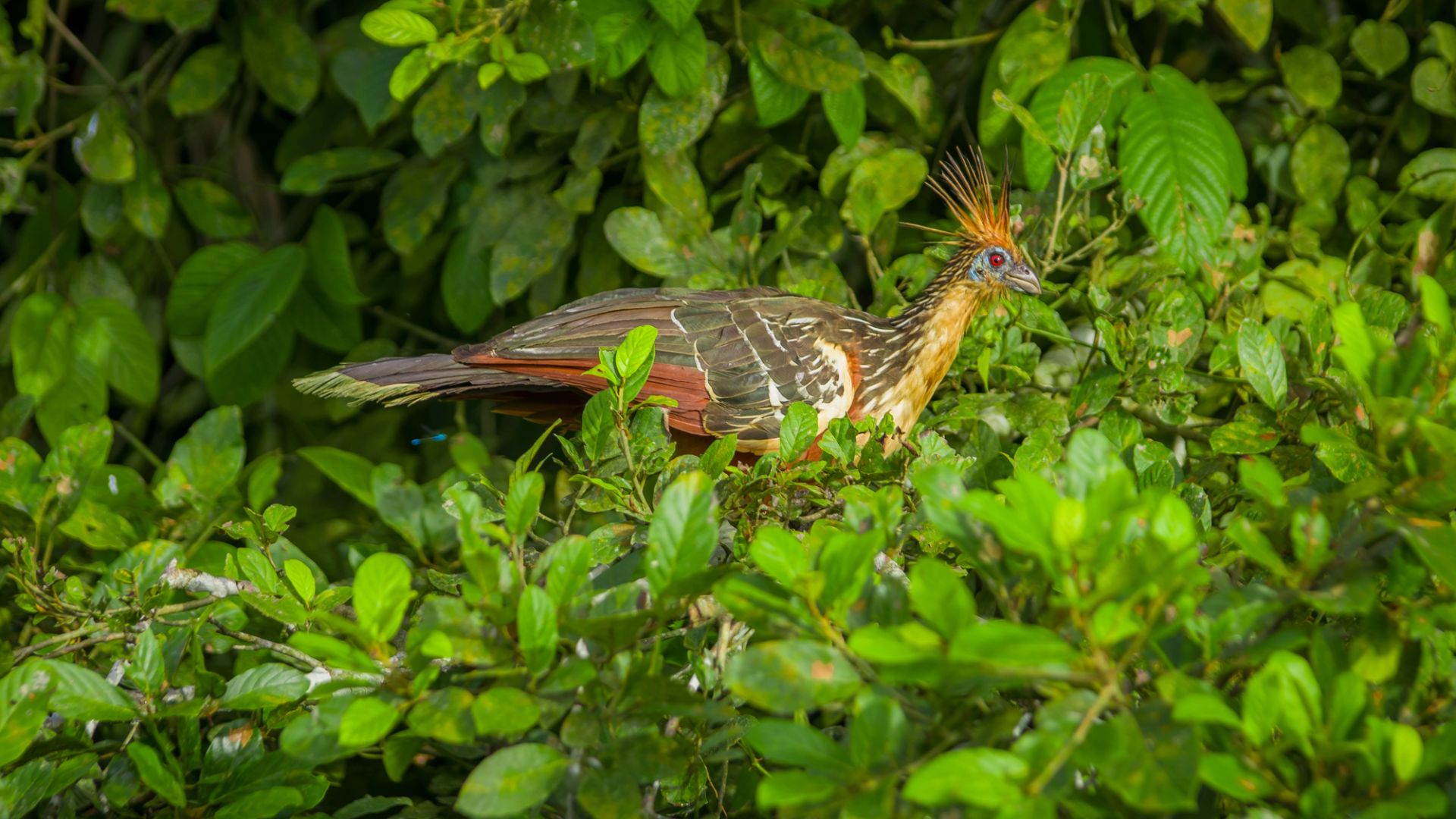 Limoncocha-Pavo-Monte-Hokkohun
