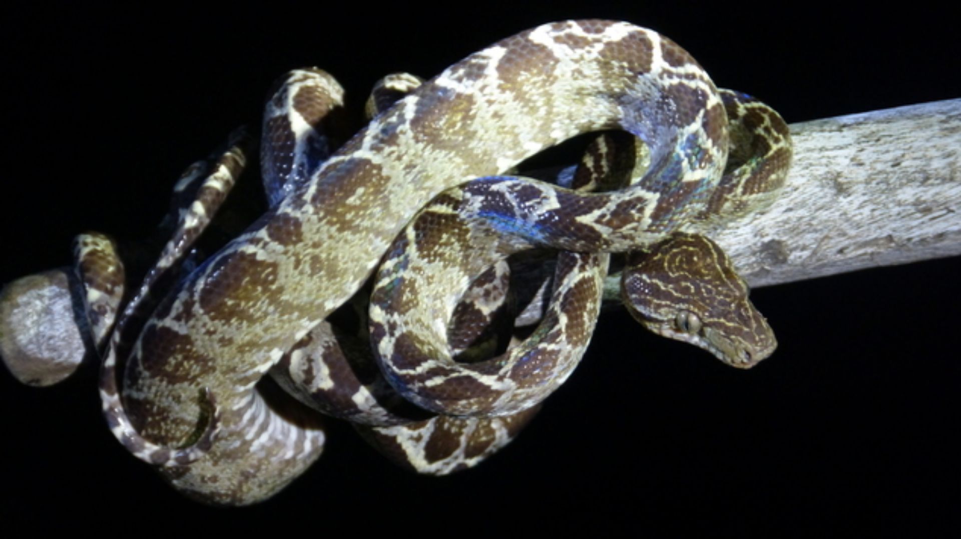CuyabenoNationalpark Ecuador Reise