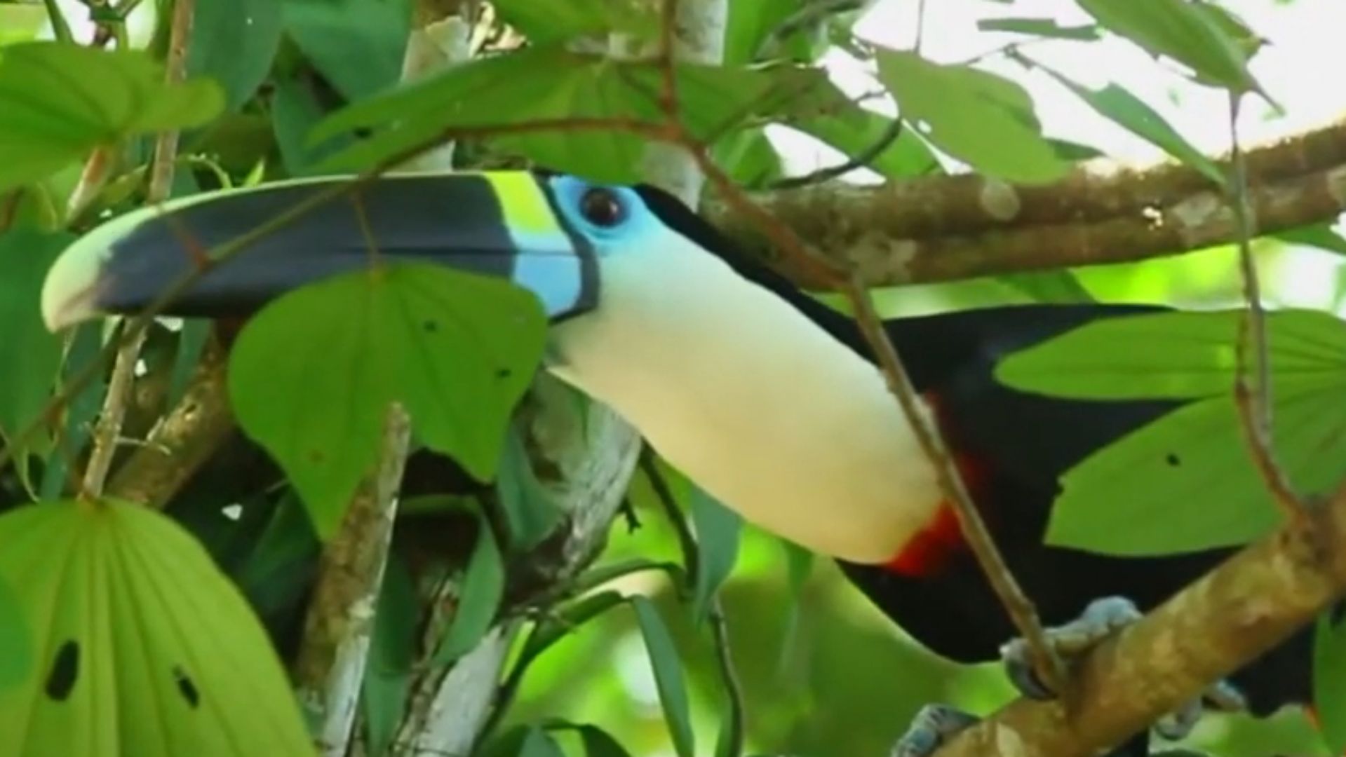 Limoncocha Video